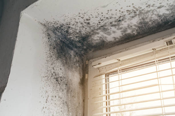 Affordable Mold Cleanup solutions in Allport, PA